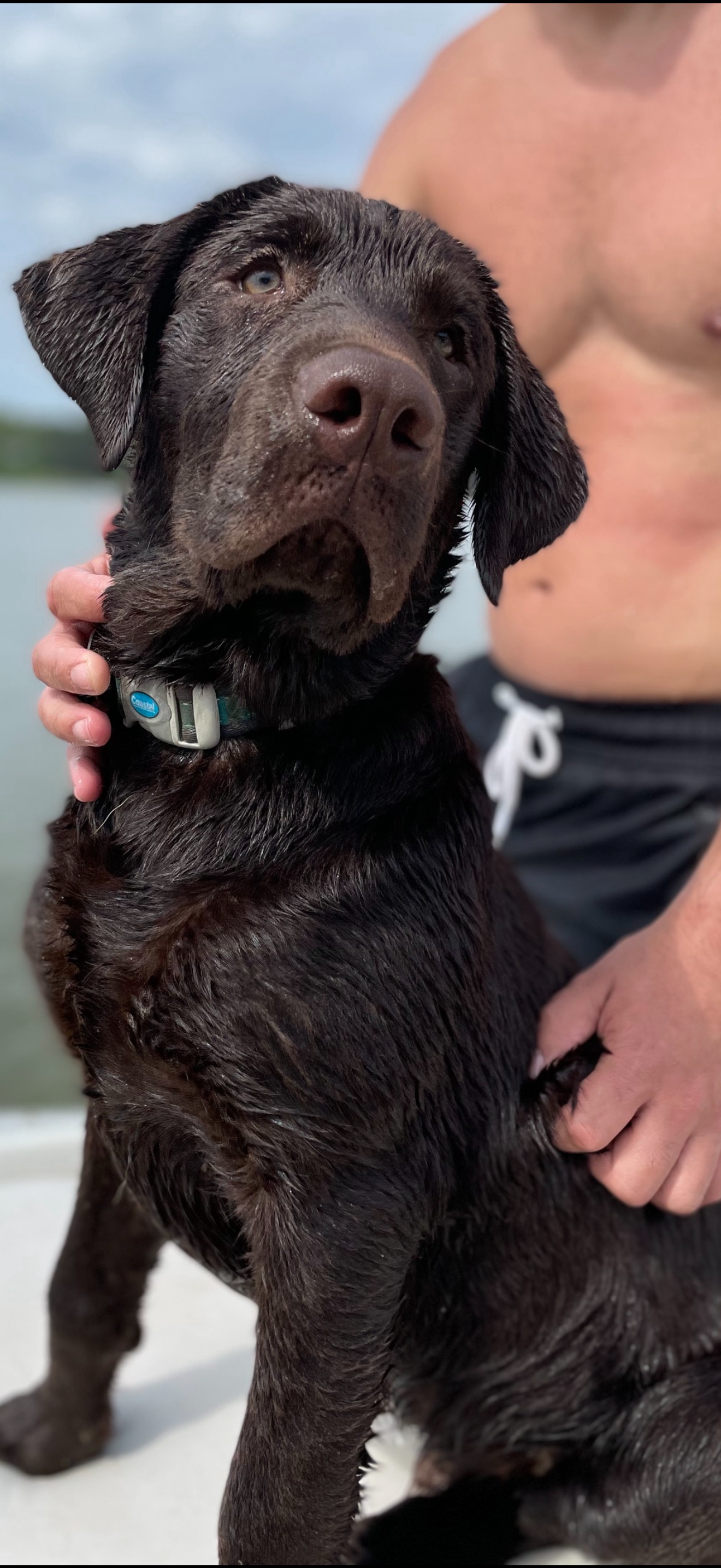 Moose